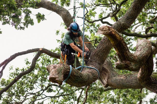 Best Tree Cabling and Bracing  in Enterprise, OR